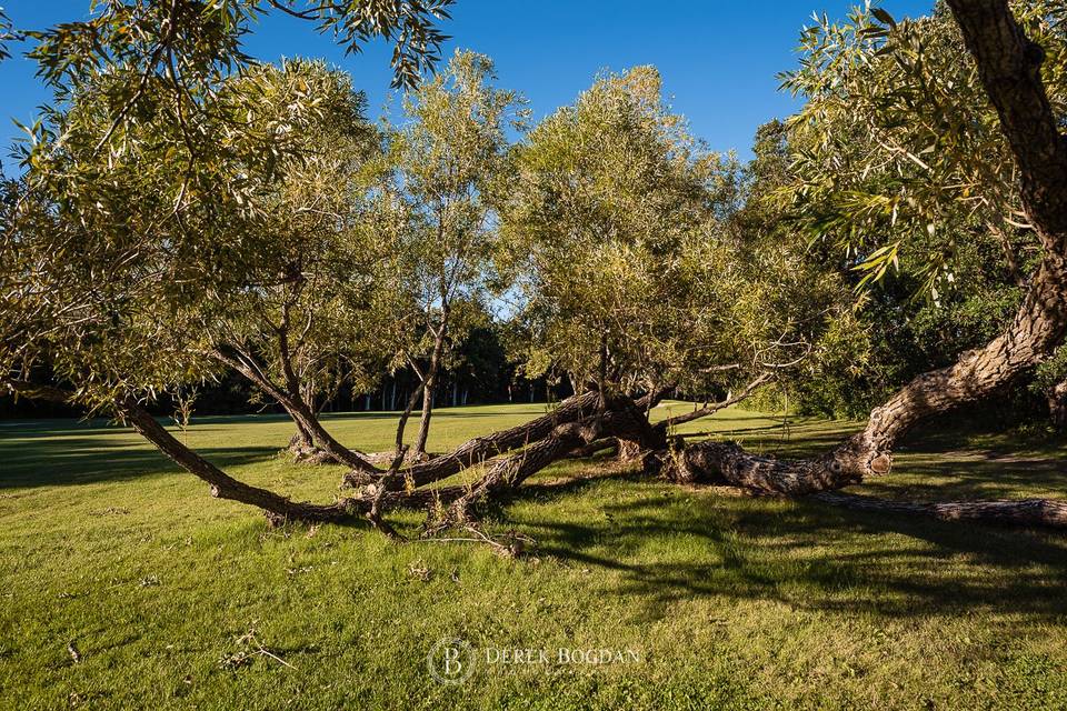 Spider tree