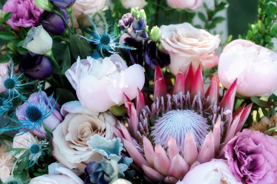 Heart shaped, protea