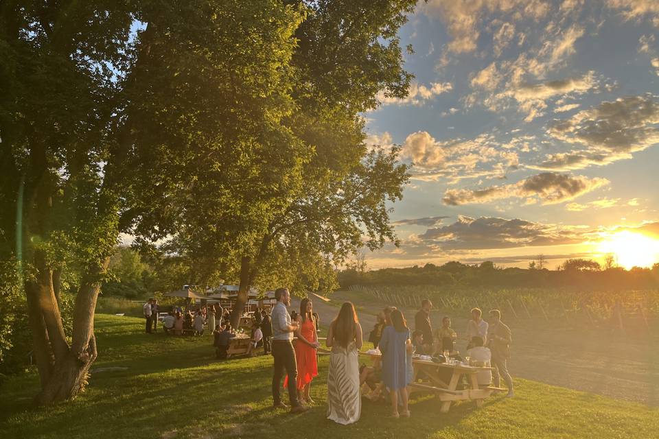 Vineyard-Side Tasting Hour