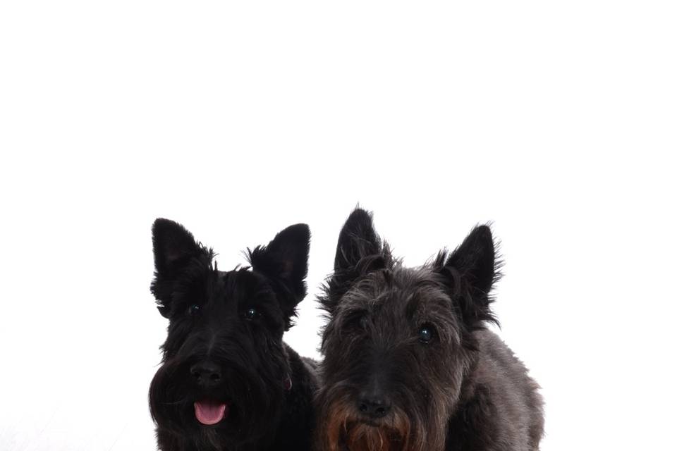 Our Scotties
