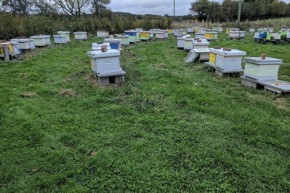 Our main bee yard