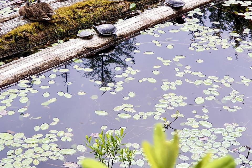 Painted turtles