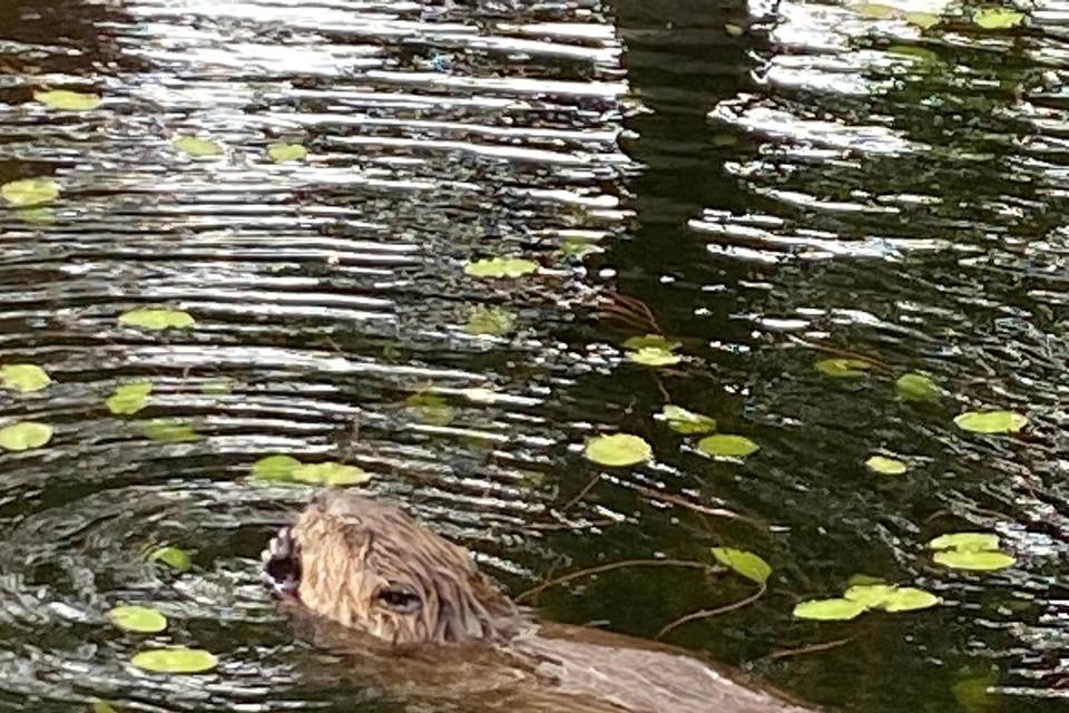 Beaver in our wildlife lagoon