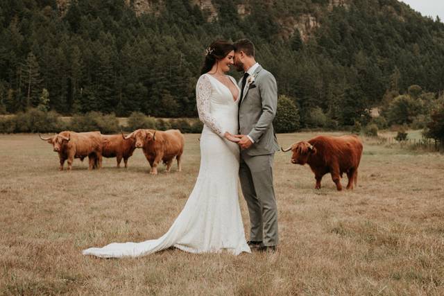 Highland Cows