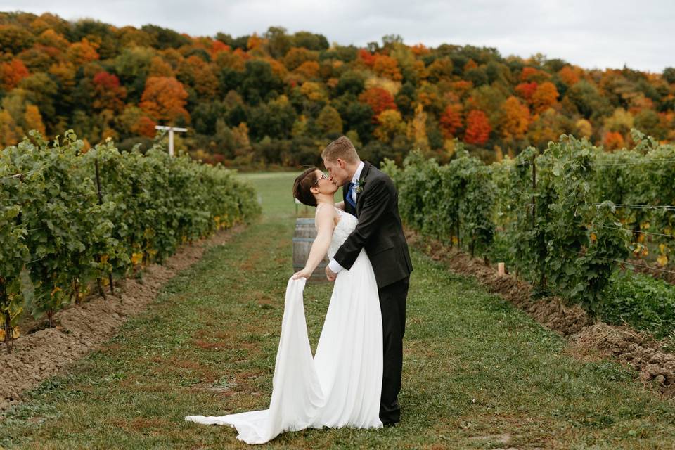 Niagara College Vineyard