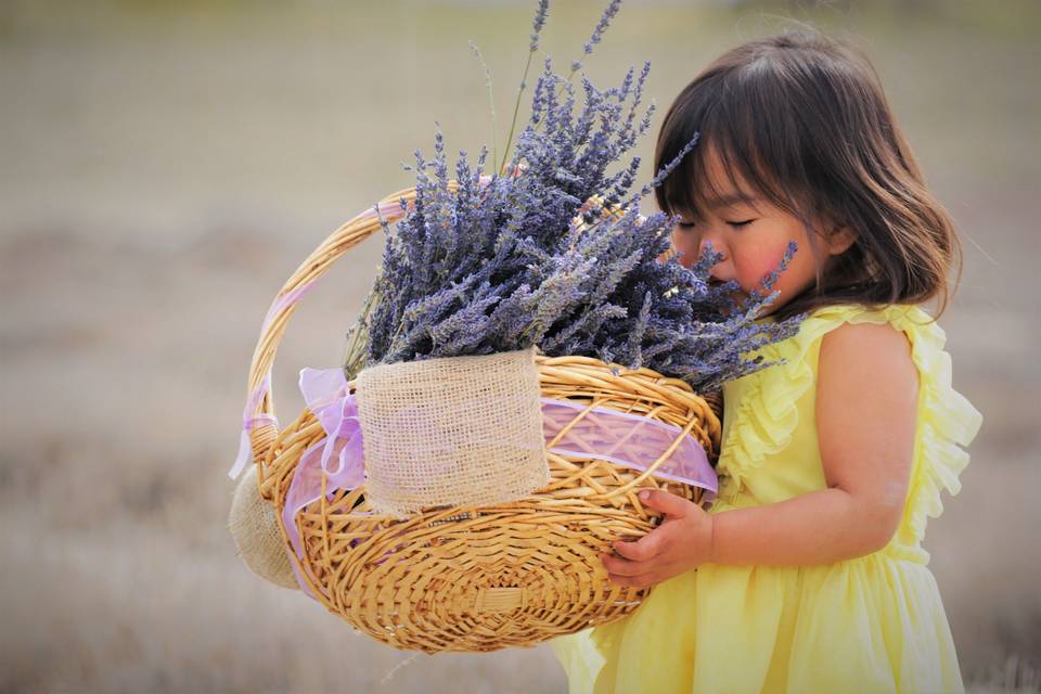 Lavender Fields in March