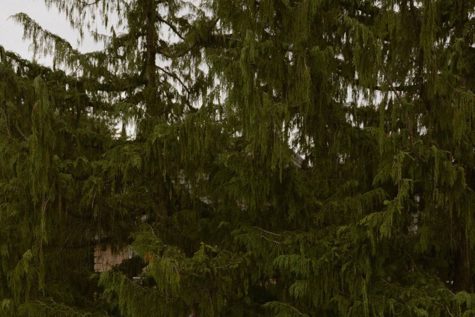 Wedding photos