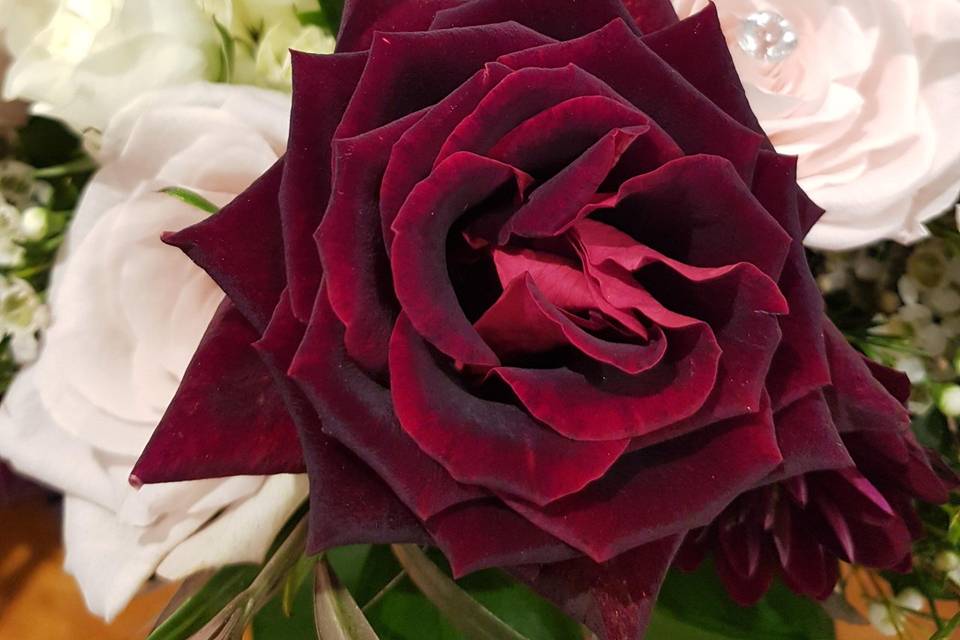 Burgundy rose Black Baccarat