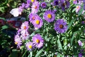 Fergus Butterfly Garden