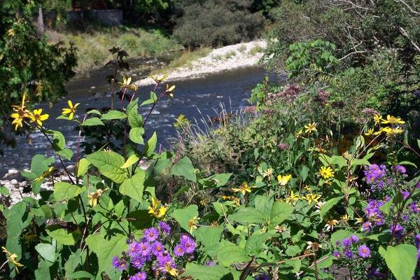 Fergus Butterfly Garden