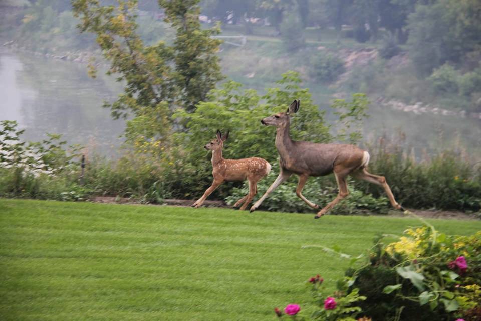 River Valley Nature