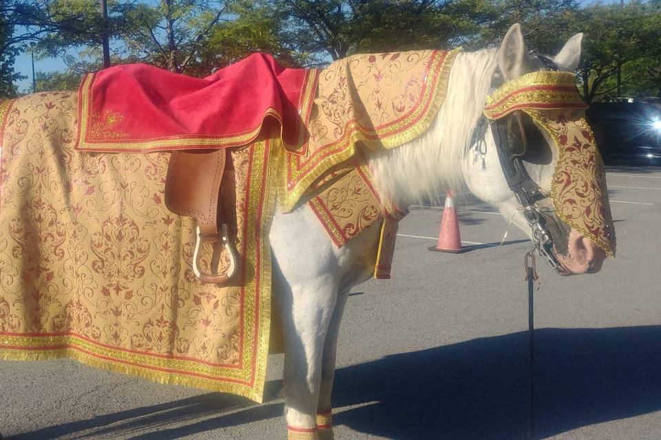 Horse dressed for the occasion