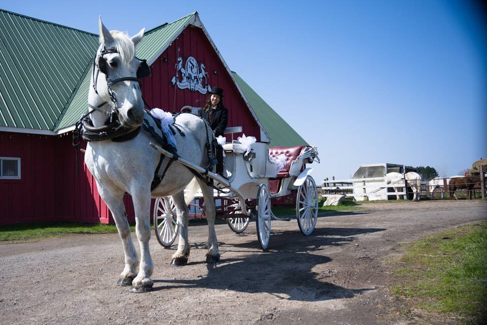 Gray Horse Standing