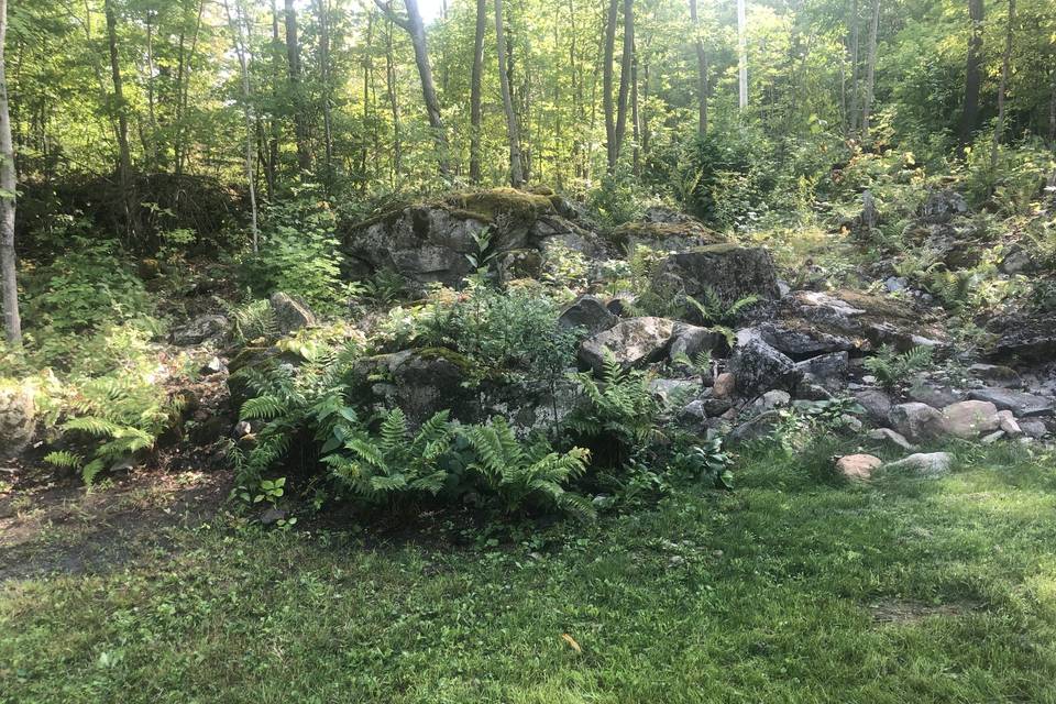 Wild ferns and mossy rocks