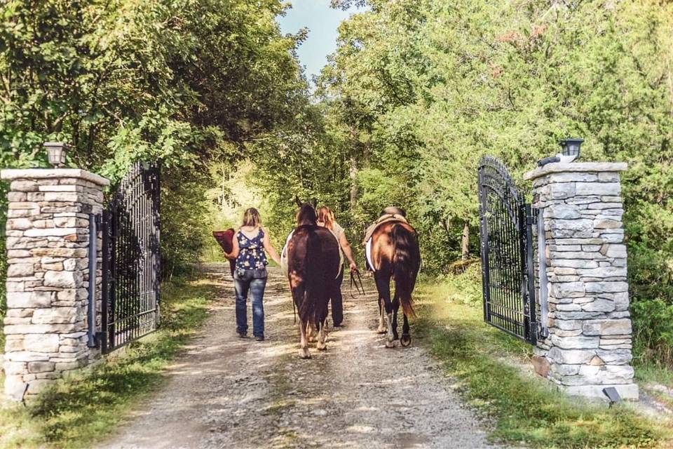 Horses at gates