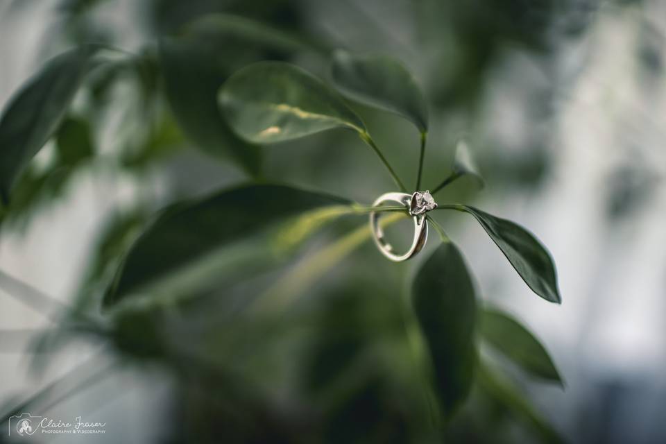 Ring and PLant
