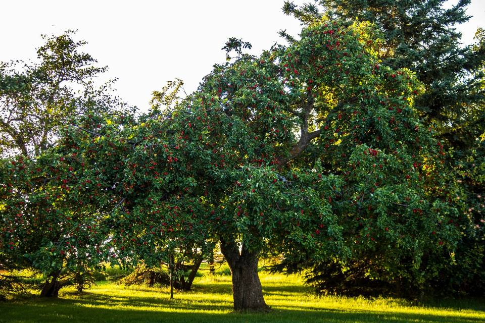 Under the trees