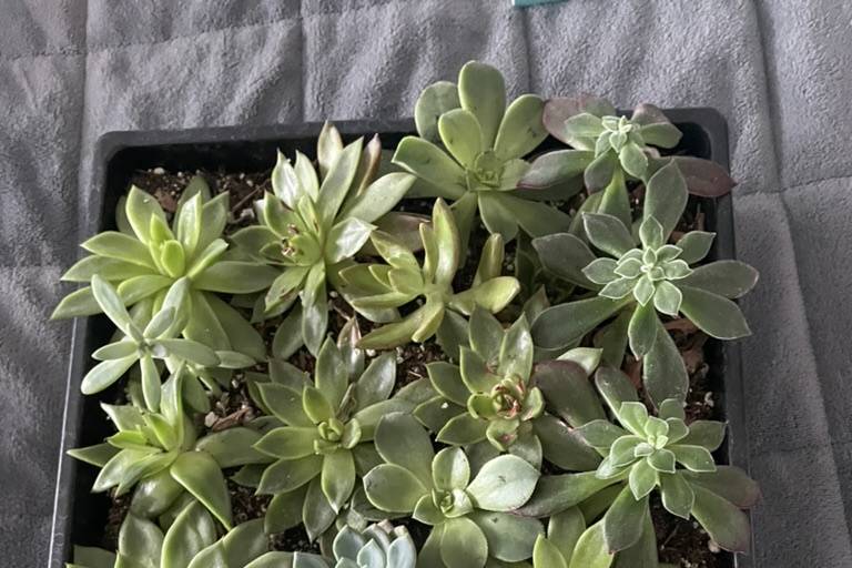 Succulents Growing