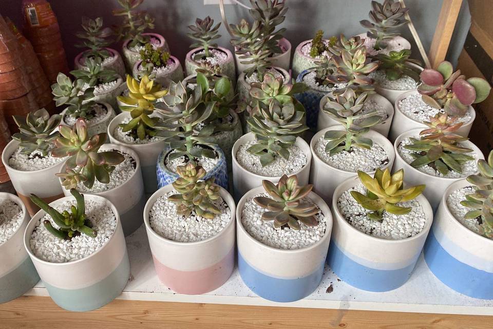 Wedding succulents