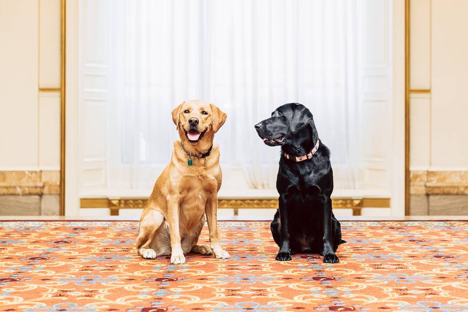 Hotel Dogs- Ella & Elly