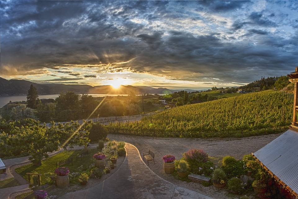 Wineyards sunset