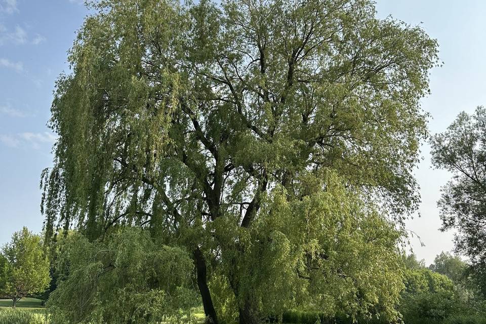 The Willow Tree