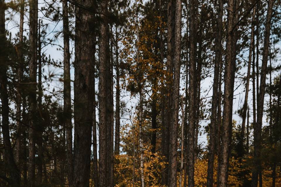 Algonquin Elopement