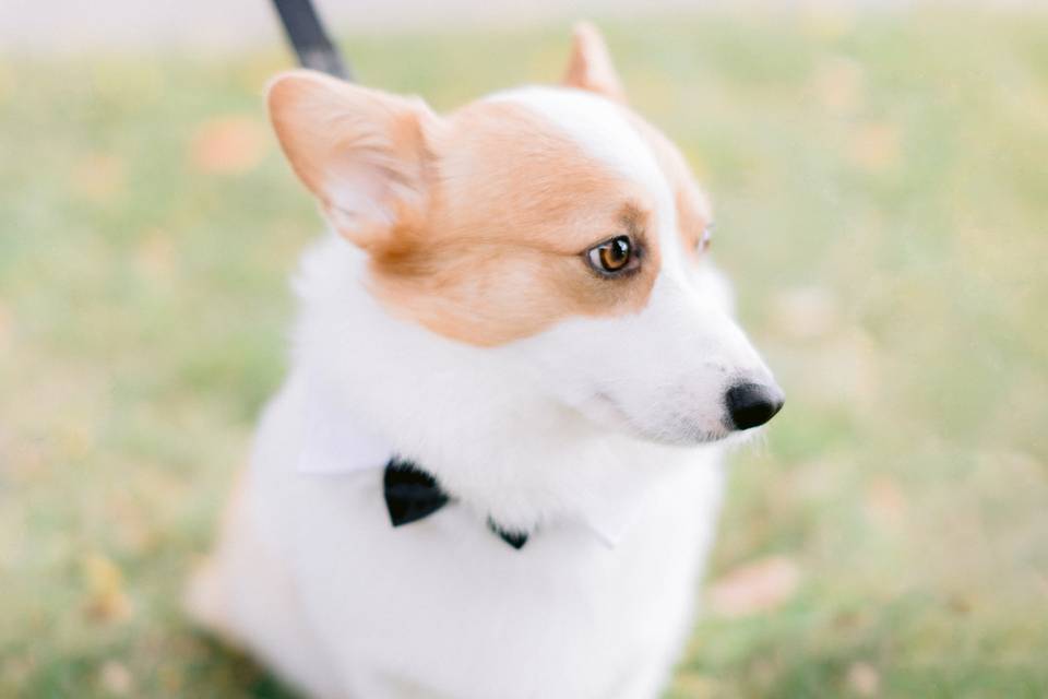 Corgi Ring Bearer