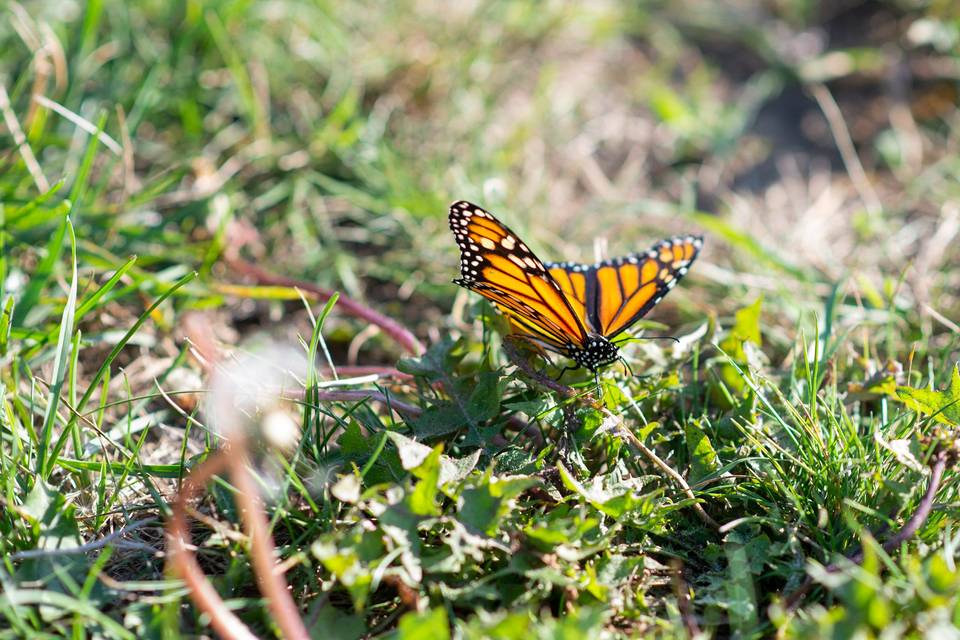 Memorial/Wedding Butterfly