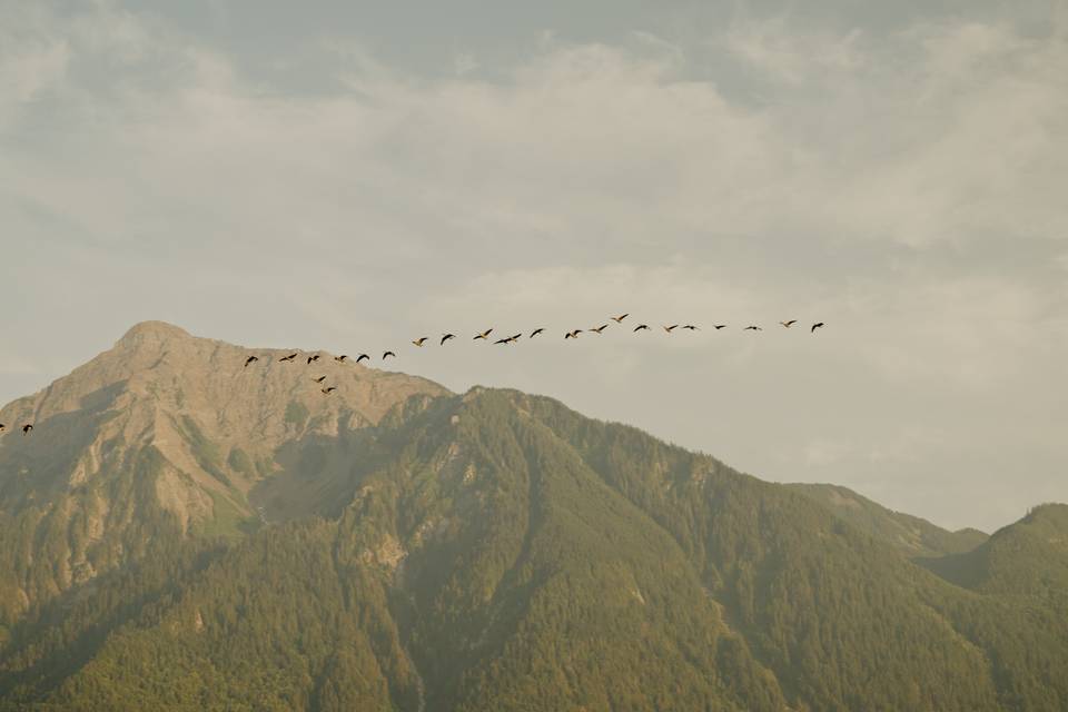 Scenic mountain and birds