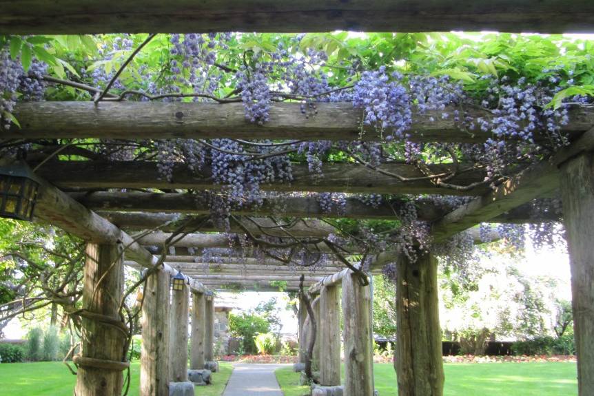 Grape Arbour