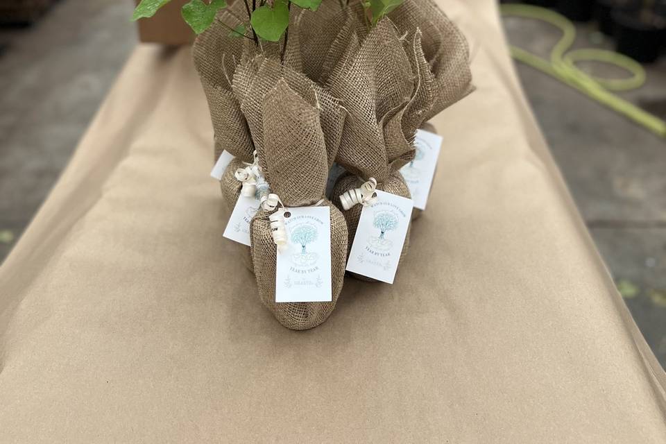 Tulip Tree Peat Pots