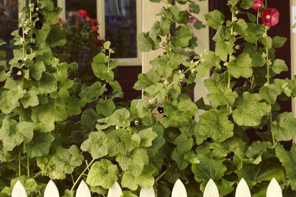 Hollyhocks at Rouge