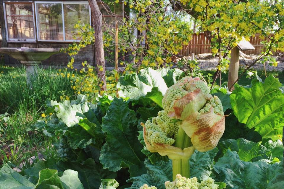 Rhubarb in the Rouge Garden
