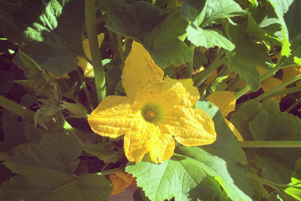 Squash Blossom, Rouge Garden