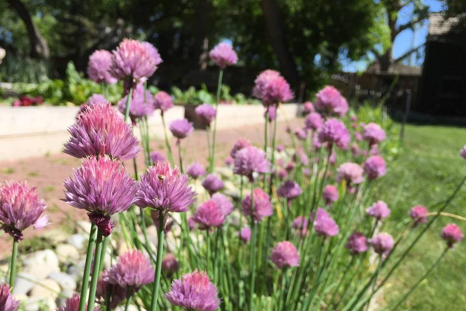 Chive Blossom, Rouge Garden