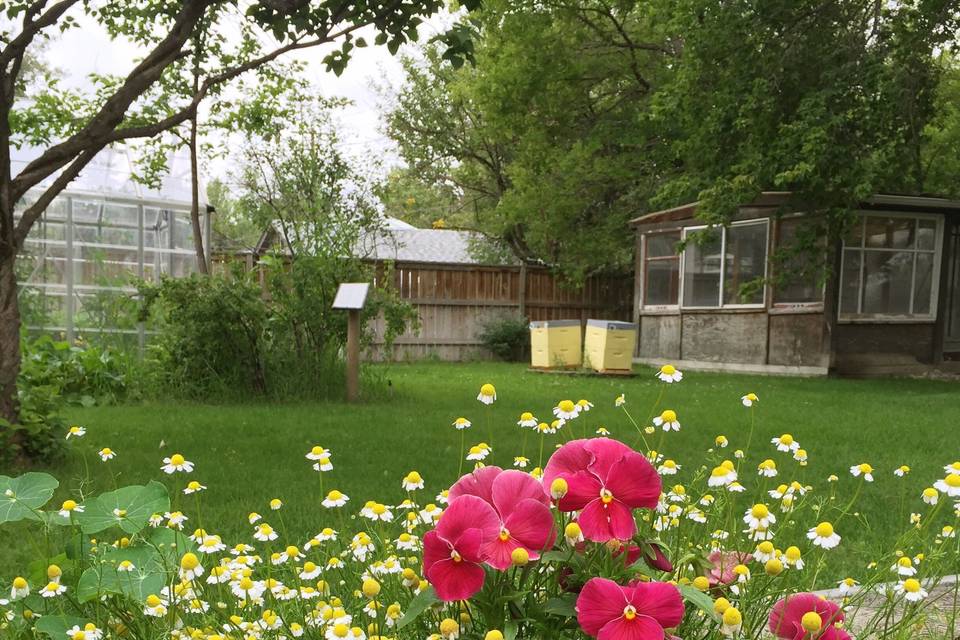 Pansies & Apiary, Rouge Garden