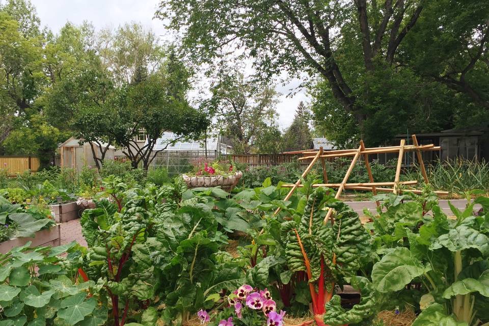 Chard in the Rouge Garden