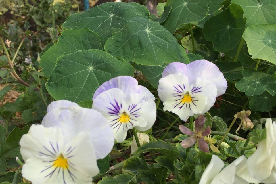 Pansies & Nasturtium