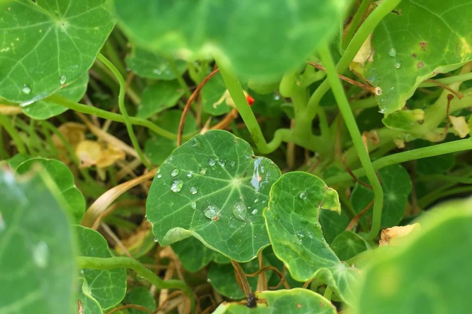 Nasturtium in the Rouge Garden