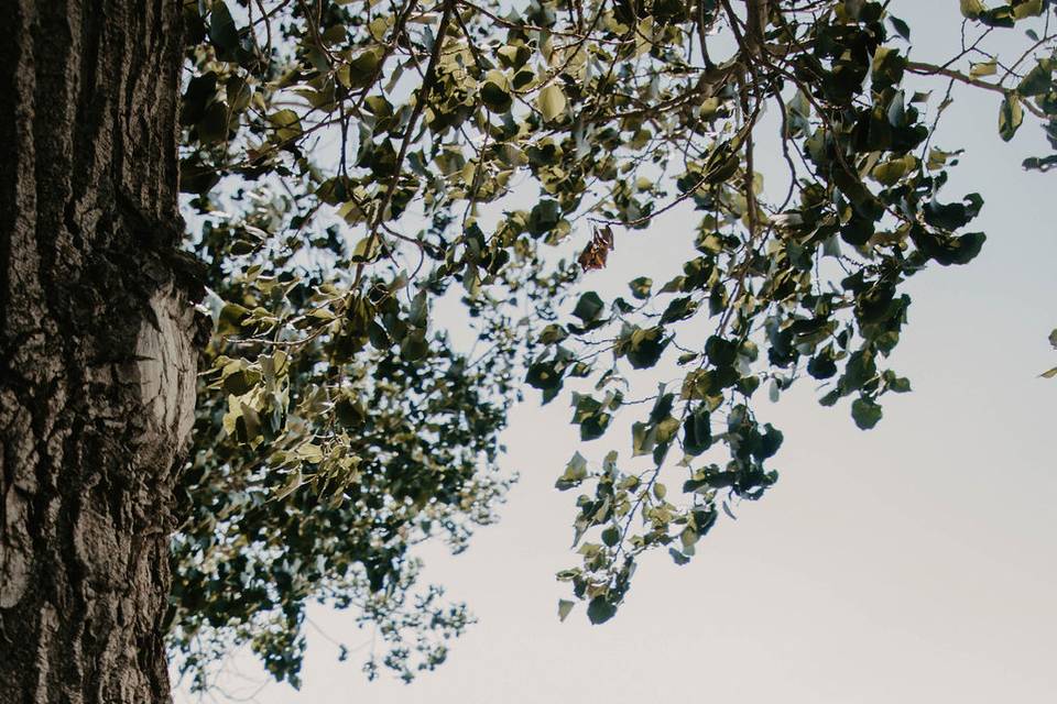 Trees + fields on the property