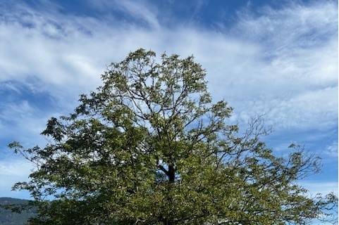 Walnut Tree Ceremony