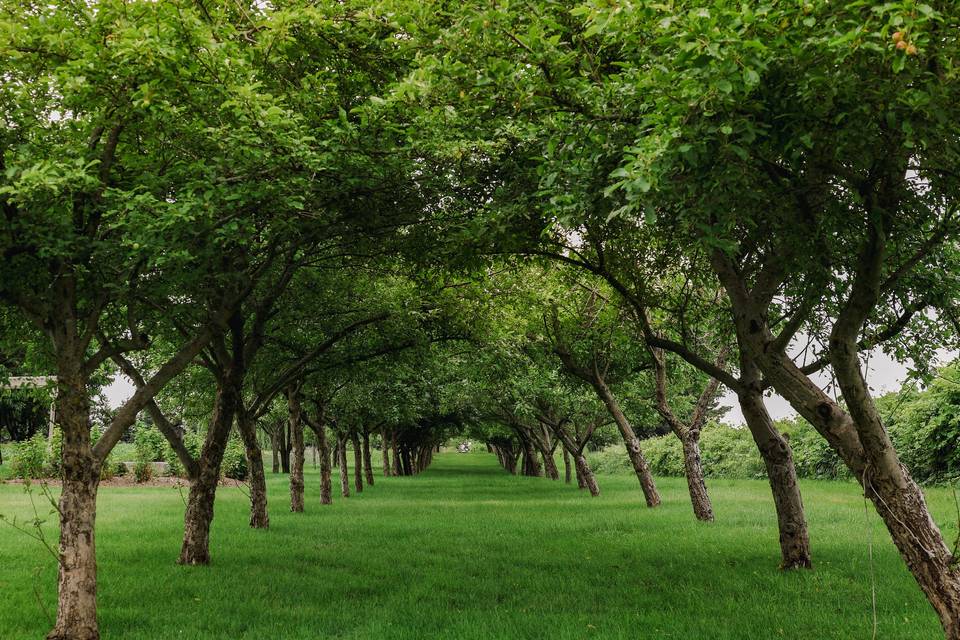 The Orchard