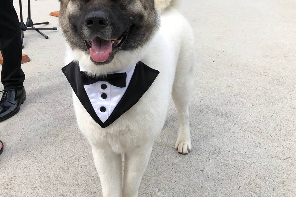 Tuxedo for Fur Baby