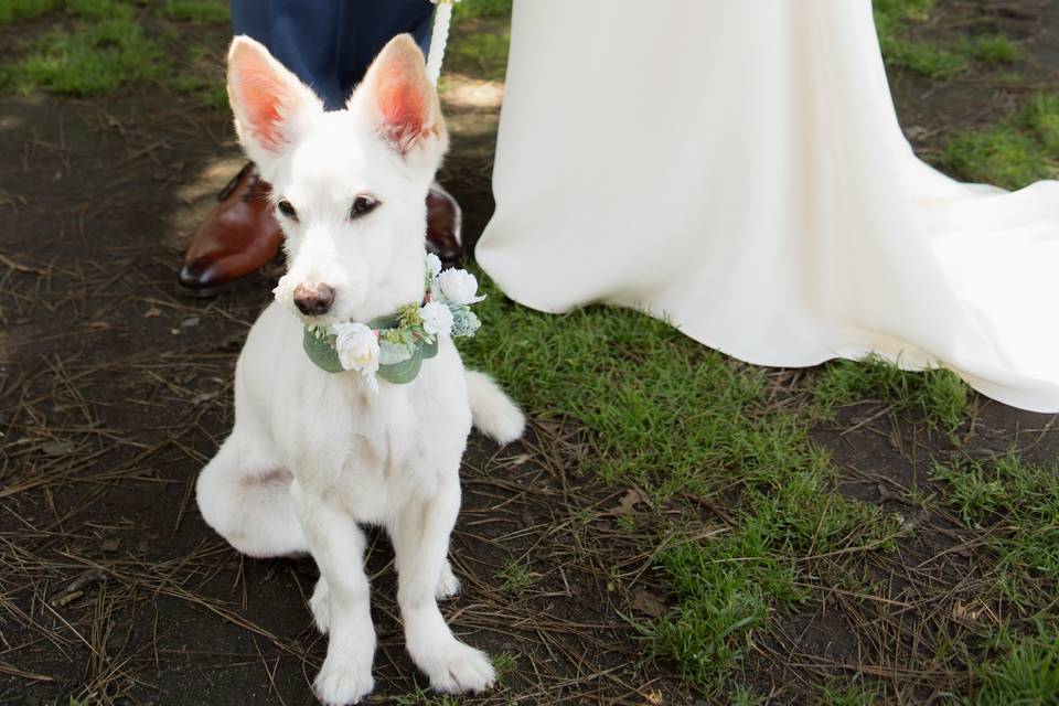 Closeup of white dog sitting o