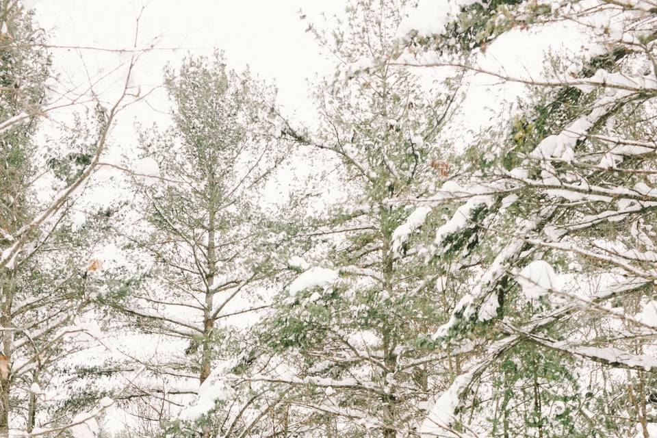 Winter trees