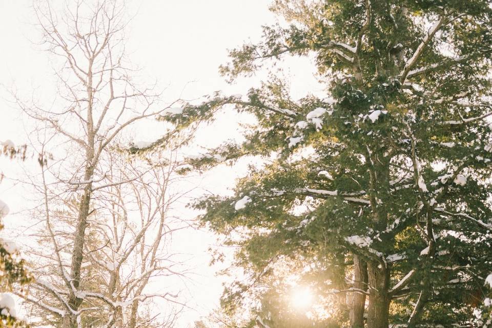 Snowy trees