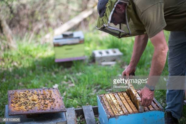 Bees on a lid