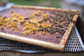 Bees on a lid