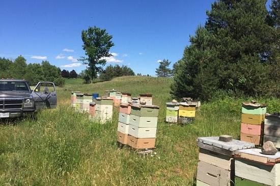 One of our bee yards